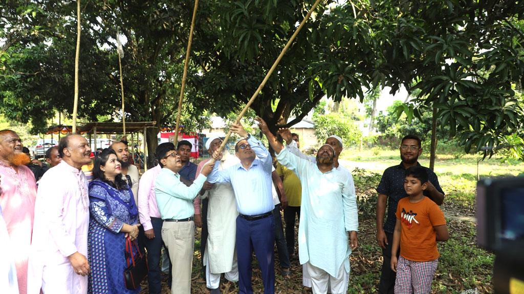 চুয়াডাঙ্গায় আনুষ্ঠানিকভাবে আম সংগ্রহ শুরু, উৎপাদনের লক্ষ্যমাত্রা ৩১ হাজার মেট্রিকটন