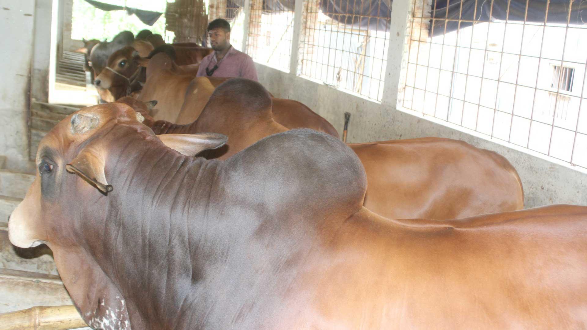 অনলাইনে বিক্রির জন্য প্রস্তুত চারঘাটের ১৫ হাজার পশু