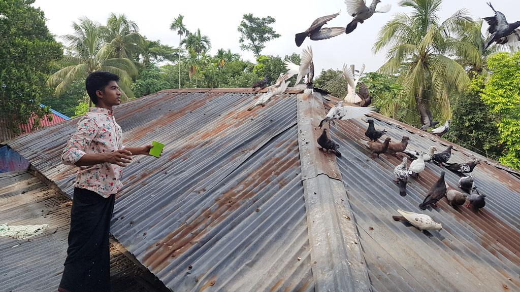 শখের বশে কবুতর পালন চলছে পড়ালেখার খরচ