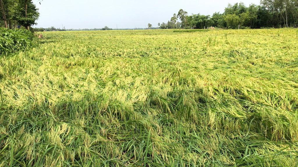 বোরো ধানের ব্যাপক ক্ষয়ক্ষতি