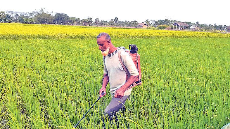 বোরোতে পোকা, বিপাকে কৃষক