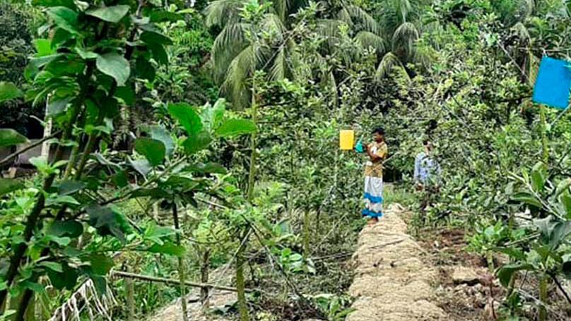 নাজিরপুরে পরীক্ষামূলক আপেল চাষে সাফল্য