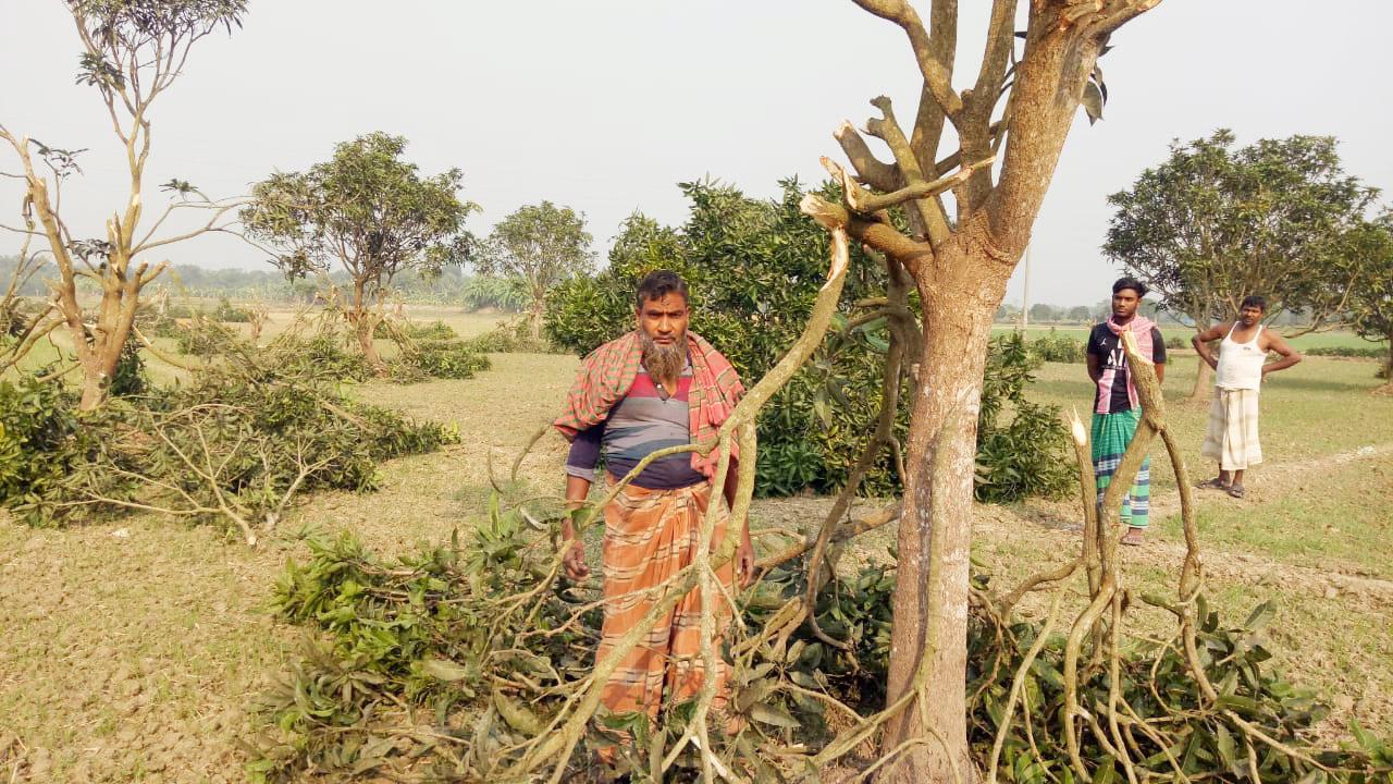 গভীর রাতে কাটা হলো প্রায় ৪০০ আম গাছ, চাষিদের পরিবারে চলছে আহাজারি