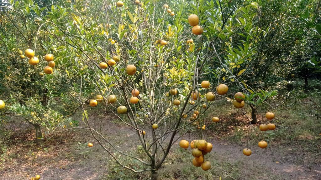 শখ থেকে বাণিজ্যিক কমলা চাষ