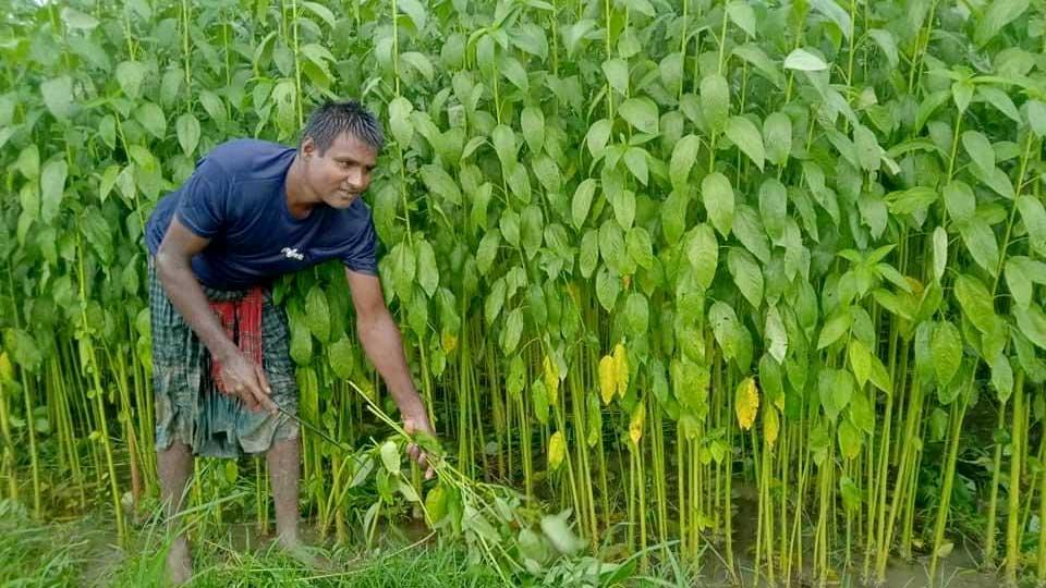 খোকসায় লক্ষ্যমাত্রার চেয়ে বেশি জমিতে পাটের চাষ হয়েছে