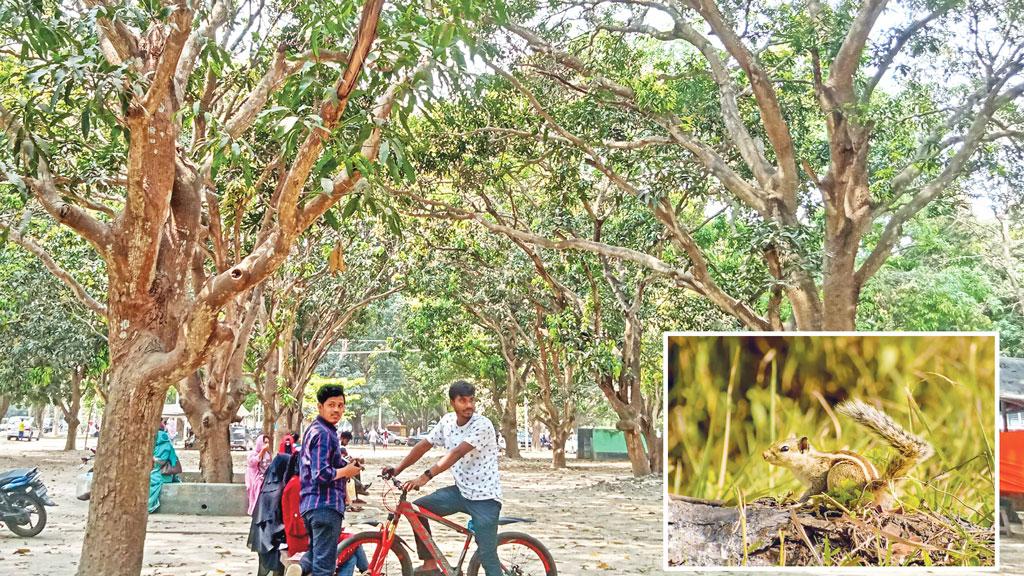 অস্তিত্ব-সংকটে রাবির কাঠবিড়ালি