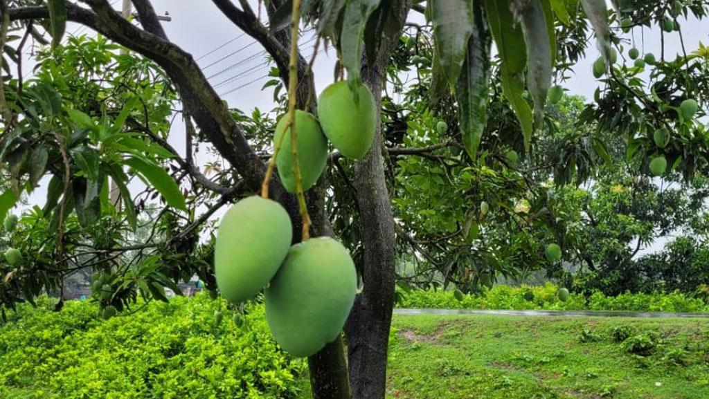 রিমালের বৃষ্টিতে বড় হবে আম, বলছেন চাঁপাইনবাবগঞ্জের কৃষকেরা