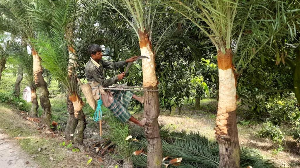 খেজুরের রস পান, নিপাহ ভাইরাসে আক্রান্ত একজনের মৃত্যু