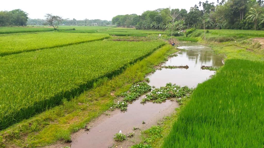 খরস্রোতা সুরিয়া নদীর ভরাট বুকে সবুজ ফসলের মাঠ