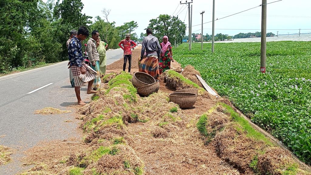 রোদের অভাবে নষ্ট হচ্ছে ধান