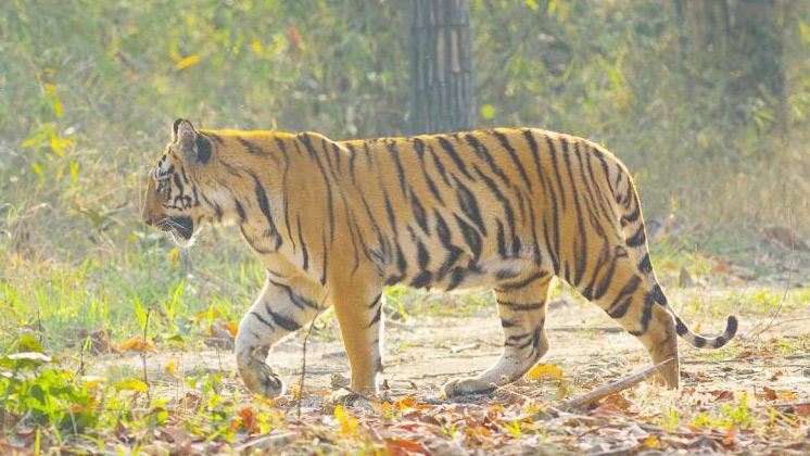 ১০ জনের জীবন নিয়ে অবশেষে মারা গেল বিহারের সেই বাঘ