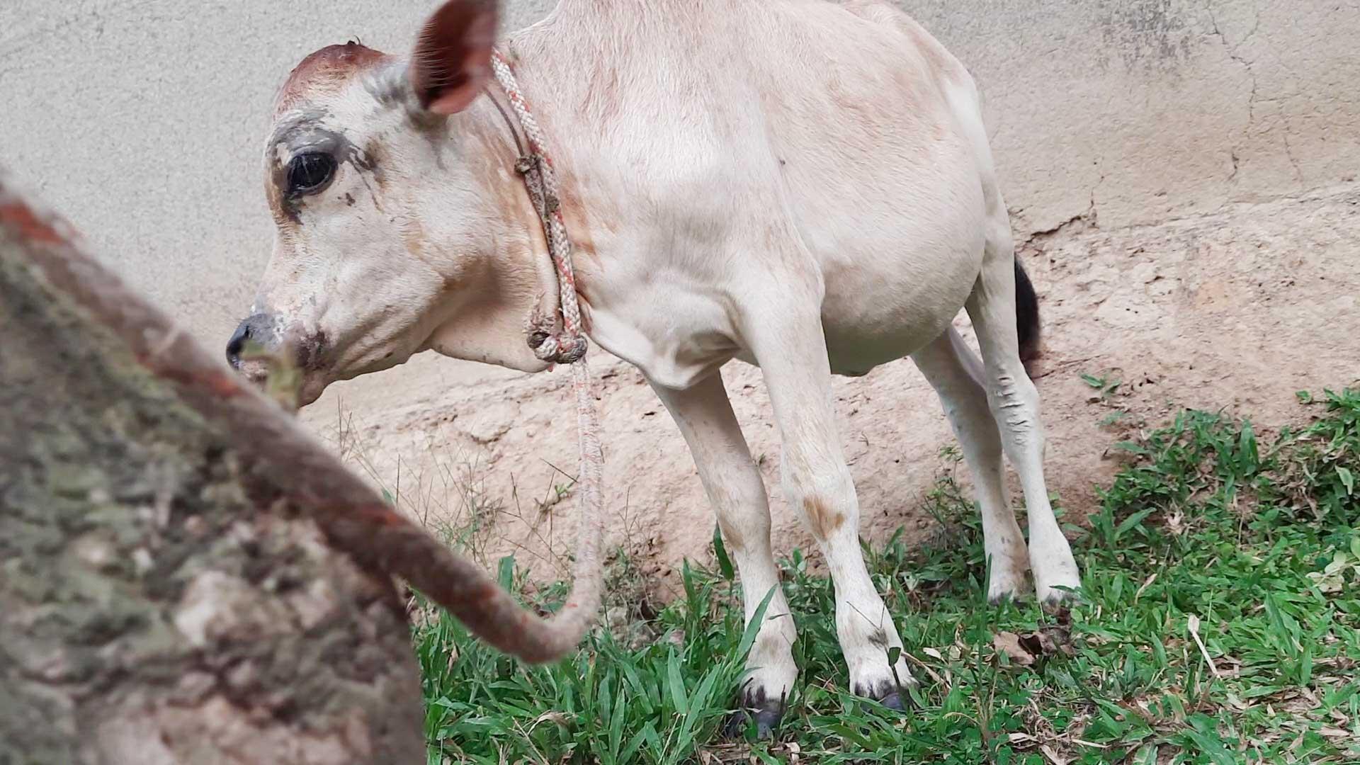 সাভারের রানীর রেকর্ড ভাঙতে পারে গাজীপুরের টুনটুনি