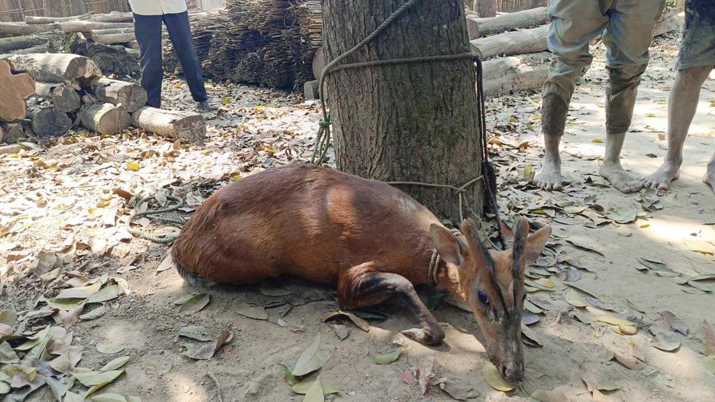 কমলগঞ্জে লোকালয়ে এসে পড়া মায়া হরিণ বন বিভাগের কাছে হস্তান্তর