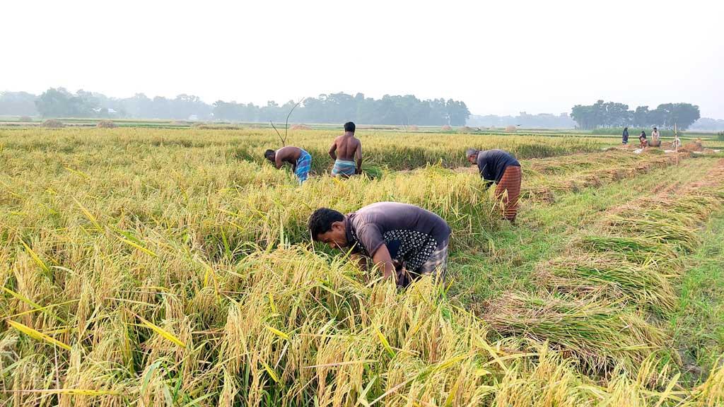 ধানের নতুন জাতে চমক