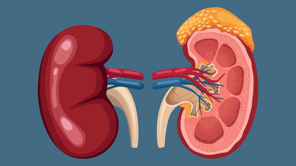 ৮ উপায়ে কিডনি ভালো রাখুন