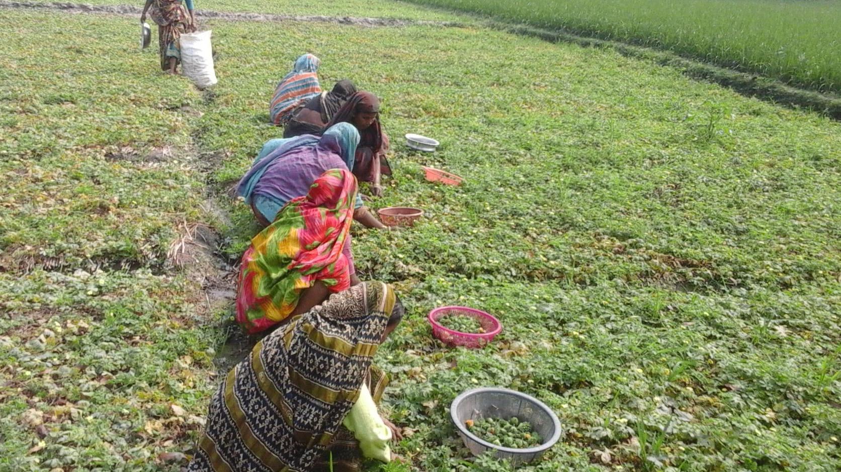 চরাঞ্চলের করলার কদর সারাদেশে