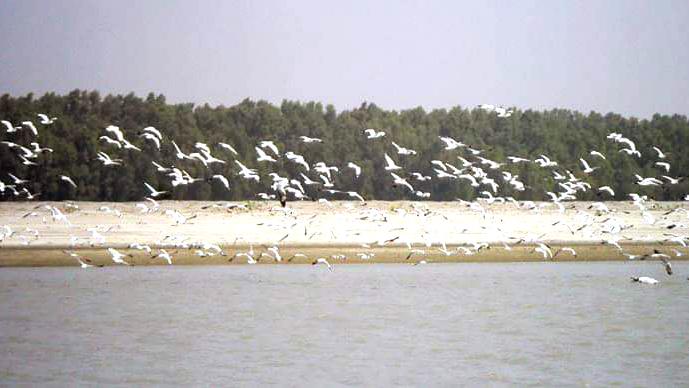 তিন দশকে কমেছে ২৮৫ প্রজাতির পরিযায়ী পাখি