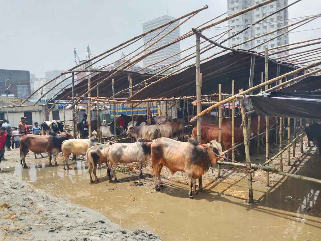 সিলেটে ৪৫ স্থানে বসবে কোরবানির পশুর হাট