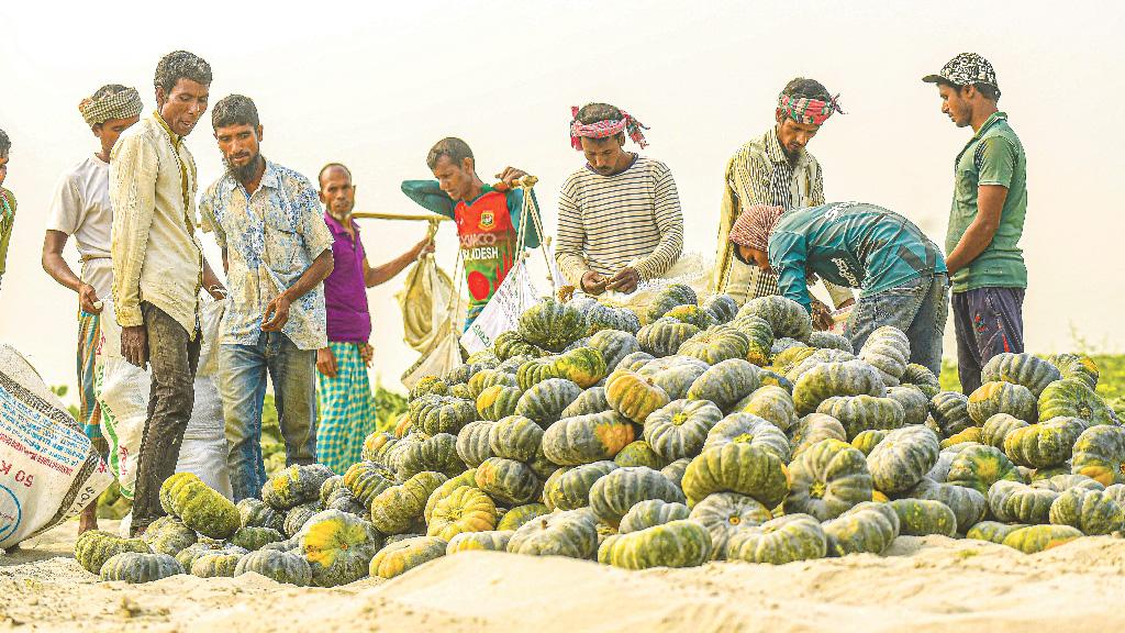 তিস্তার চরে মিষ্টিকুমড়া