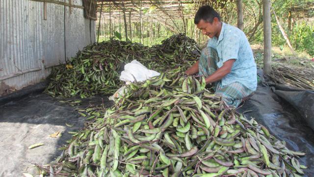 বান্দরবানের ‘সবজি ভান্ডারে’ শিমের ভালো ফলন