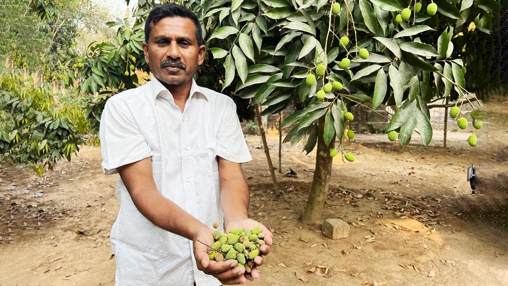 ধামইরহাটে দাবদাহে গাছ থেকে ঝরছে লিচু, দিশেহারা চাষি