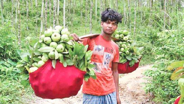 কাঞ্চননগরের লাল পেয়ারা