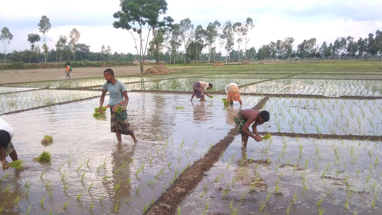 আগাম আমন রোপণের ধুম