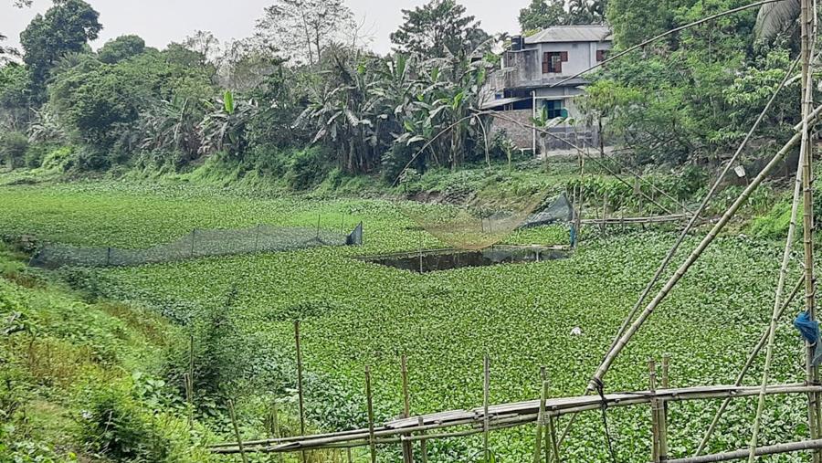 নামেই মাছের অভয়াশ্রম কচুরিপানায় ঢাকা পানি