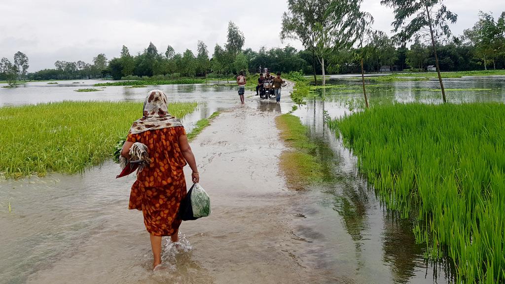 তিস্তার পানি বেড়ে তলিয়েছে আমন খেত, বন্যার শঙ্কা