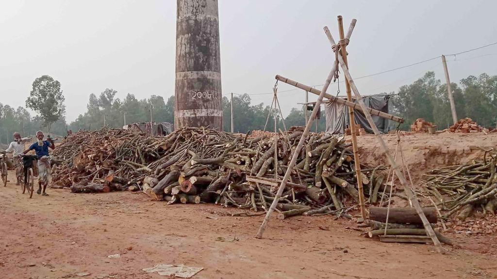 ইটভাটায় পুড়ছে গাছ