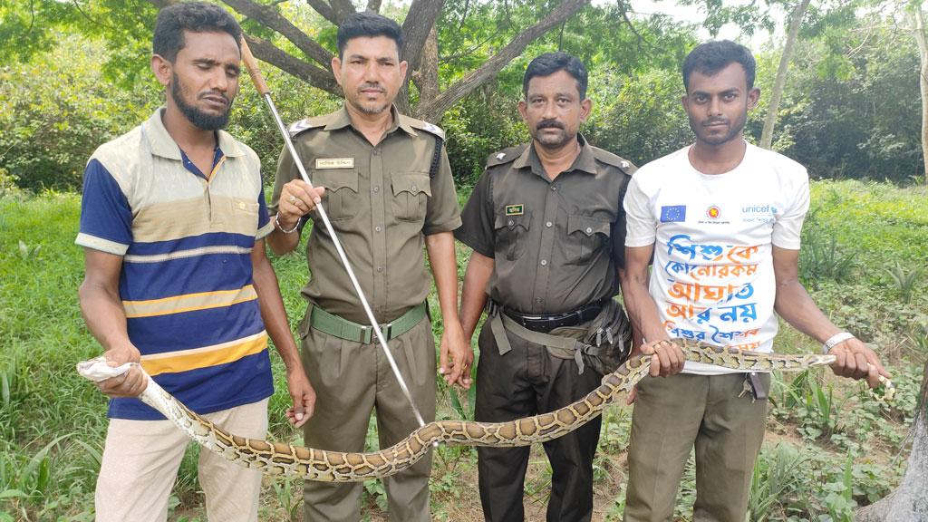 সাতটি মুরগি খেয়ে ধরা পড়ল অজগর