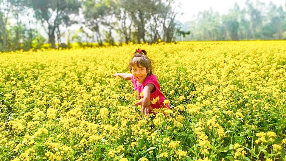 মিঠেল রোদে হলুদ সমুদ্রে