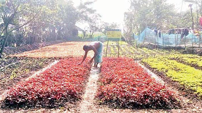 বেড়েছে পারিবারিক সবজি বাগান