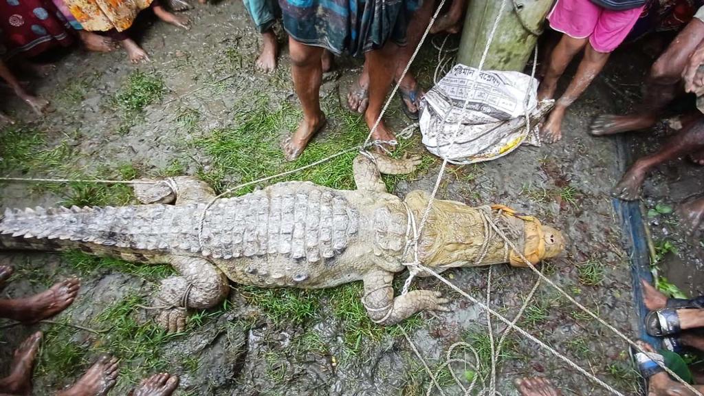 রায়পুরে চরের পুকুর থেকে কুমির উদ্ধার