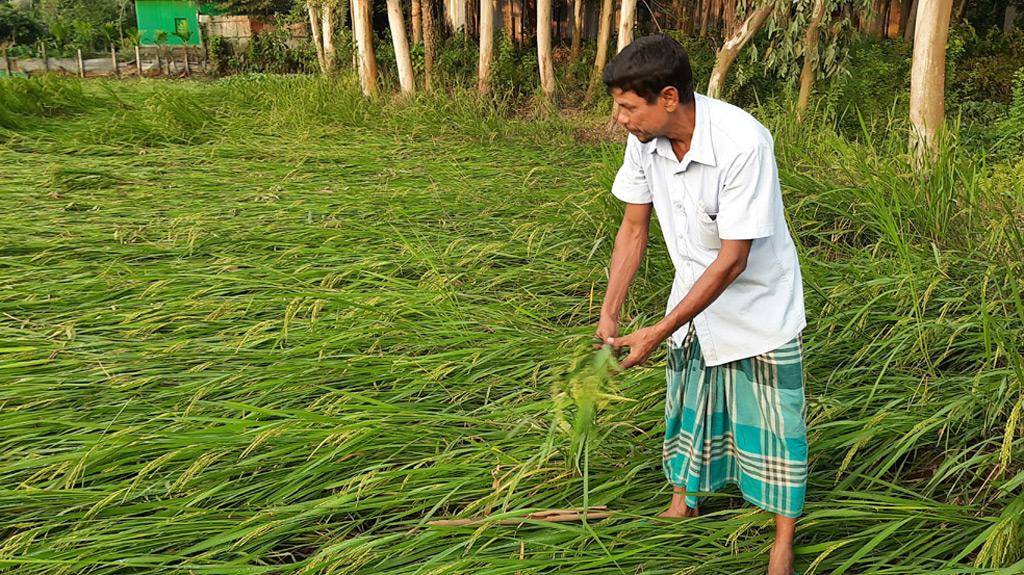 সিত্রাংয়ে বেশি ক্ষতি ধানে