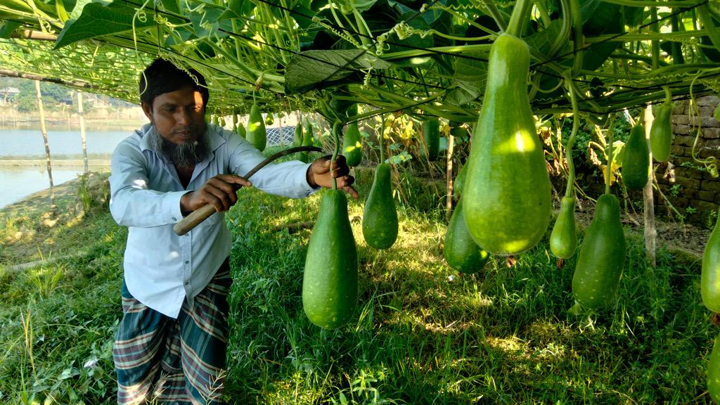 লাউ চাষে ‘ফোর-জি’ লাভবান কৃষক