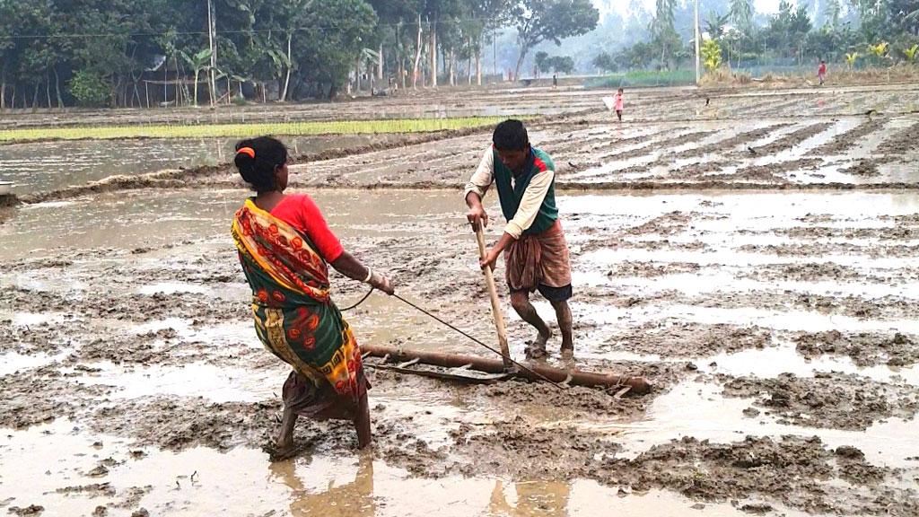 গরুর বদলে জমিতে হালচাষে দম্পতি