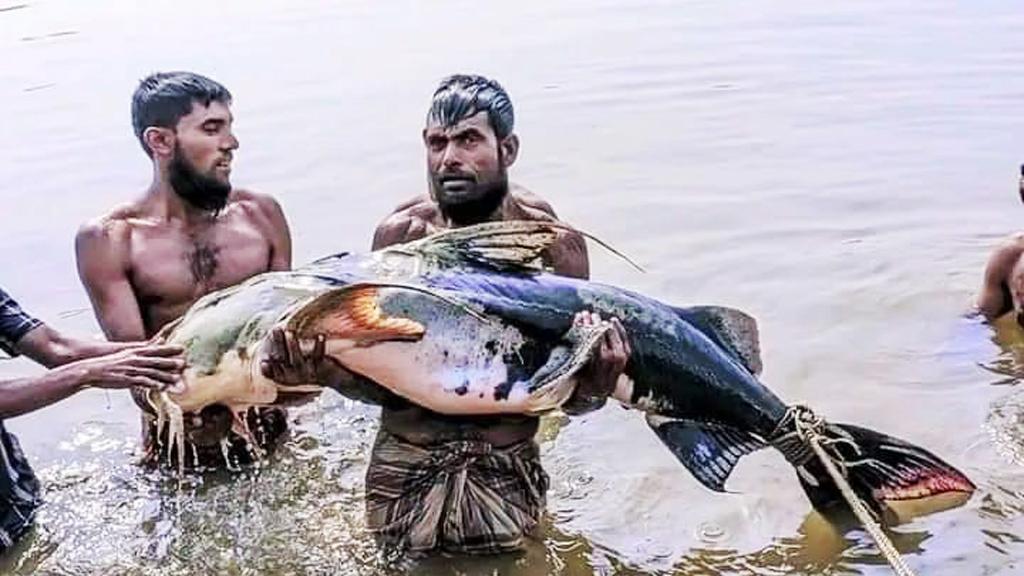 গোয়াইন নদে ধরা পড়ল ৪৭ কেজির বাগাড়, ১ লাখে বিক্রি