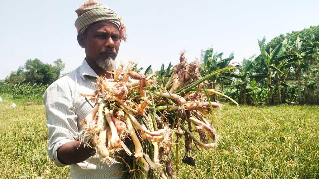 প্রণোদনার পেঁয়াজ বীজে কপাল পুড়ল কৃষকের