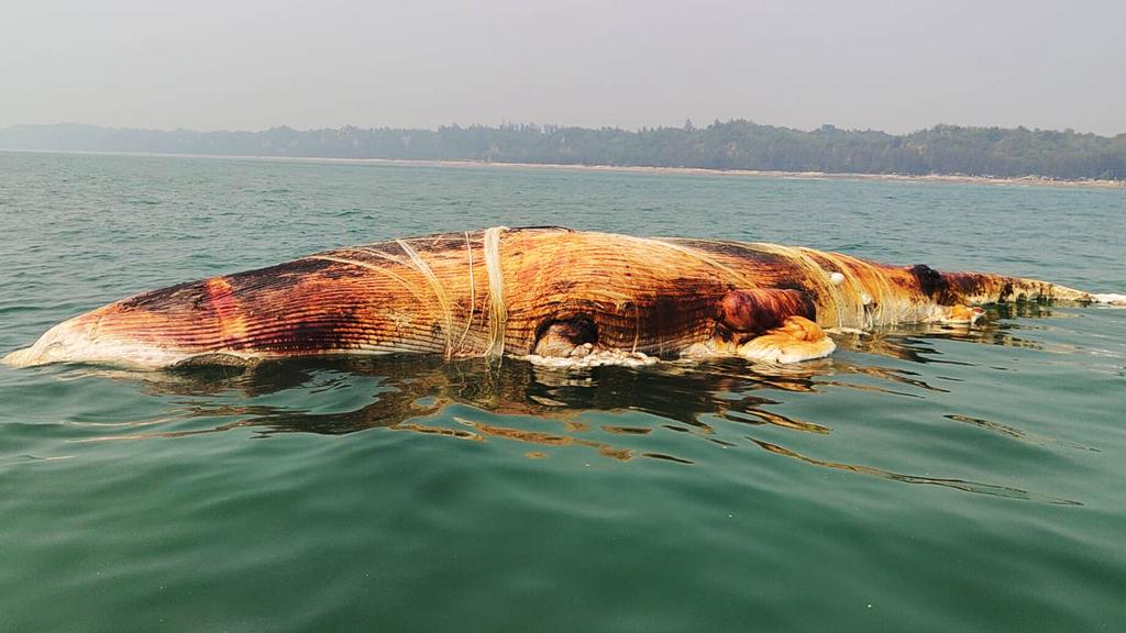 সমুদ্রসৈকতে ভেসে এল বিশালাকৃতির মৃত তিমি