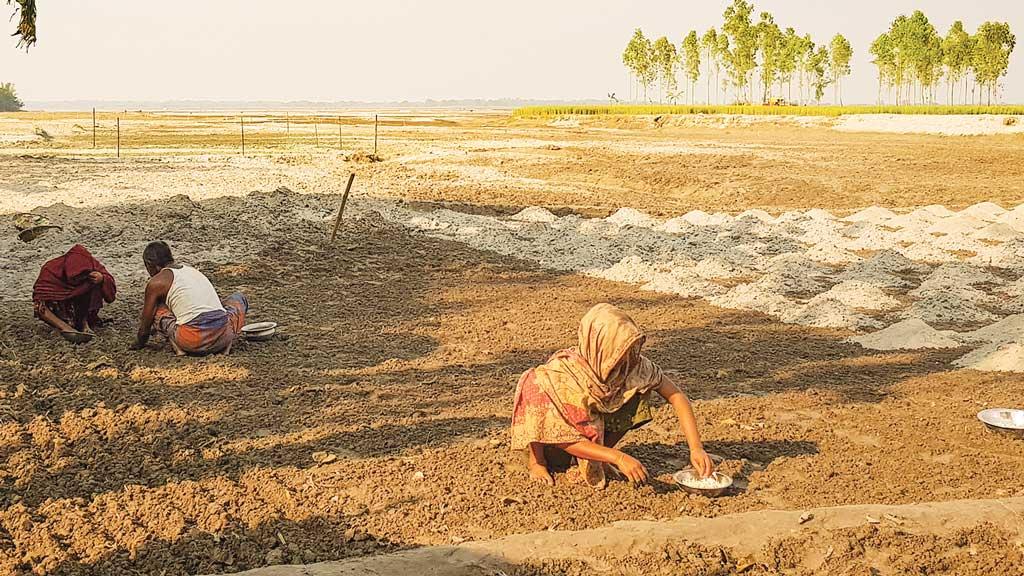 তিস্তার চরে সস্তায় আবাদ, ৪০ কোটি টাকার প্রত্যাশা