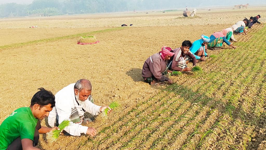 পেঁয়াজের চারা রোপণে চাষিদের ব্যস্ত সময়