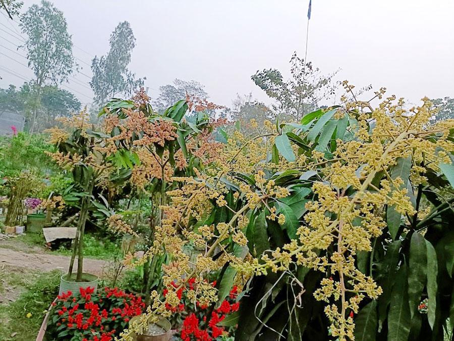 মুকুলে খুশি ঘিওরের আমচাষিরা