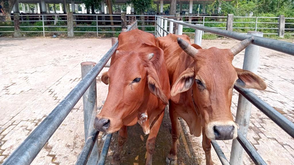 নিলামের নামে সিন্ডিকেট, হাতিয়ে নিল ৪০ গরু