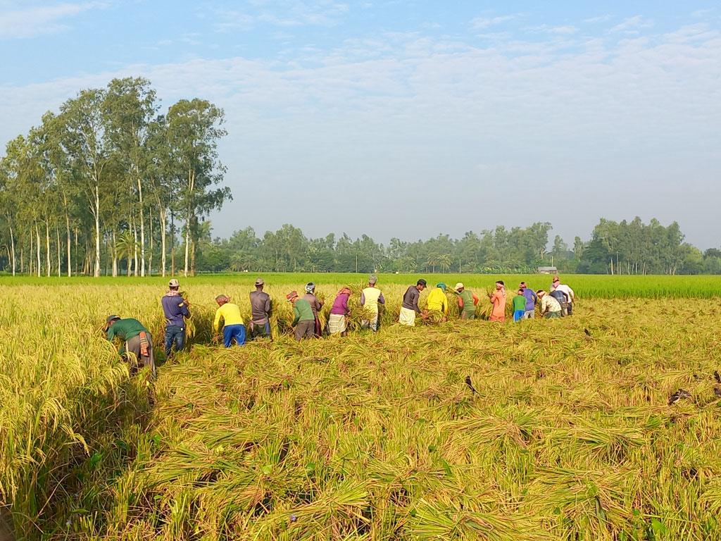 লক্ষ্যমাত্রা ছাড়াল আমন চাষ