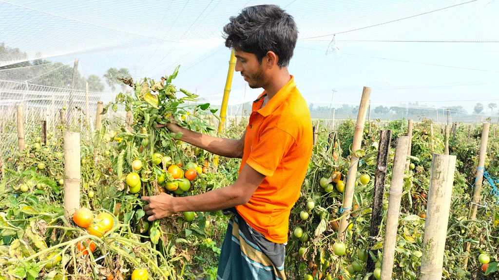 লেখাপড়া ছেড়ে টমেটো চাষ নিজ জমিতে বাম্পার ফলন