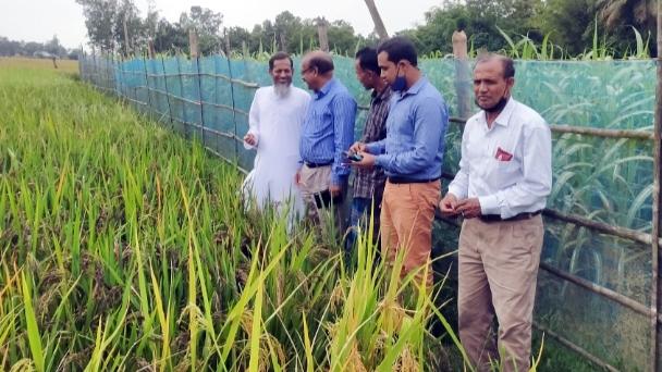 ‘কালো ধানের’ আশা পাঁচ উদ্যোক্তার