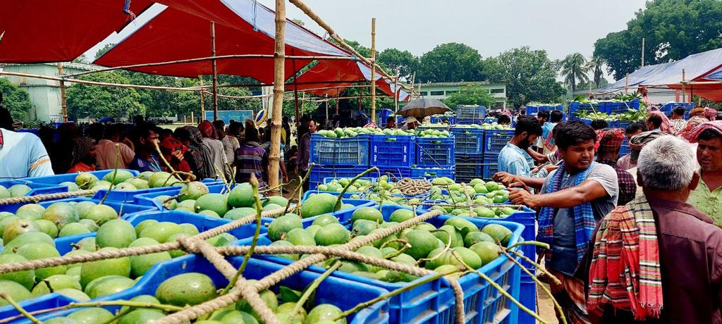 বানেশ্বরে আমের বাজারে খবরদারি, খাজনার নামে ‘চাঁদাবাজির’ অভিযোগ