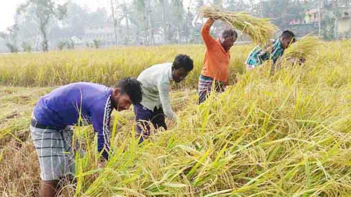 খোকসায় বোরো ধান ঘরে তুলতে ব্যস্ত কৃষক