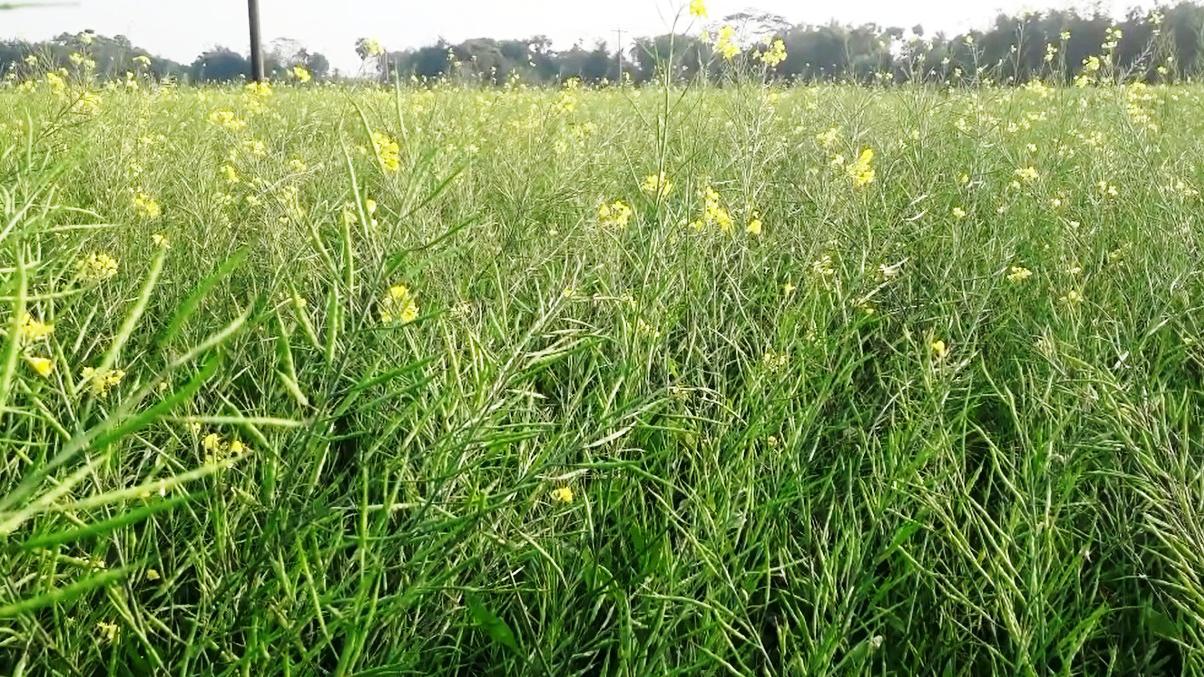 সরিষার ফলনে জাওয়াদের ক্ষতি কাটিয়ে ওঠার আশা